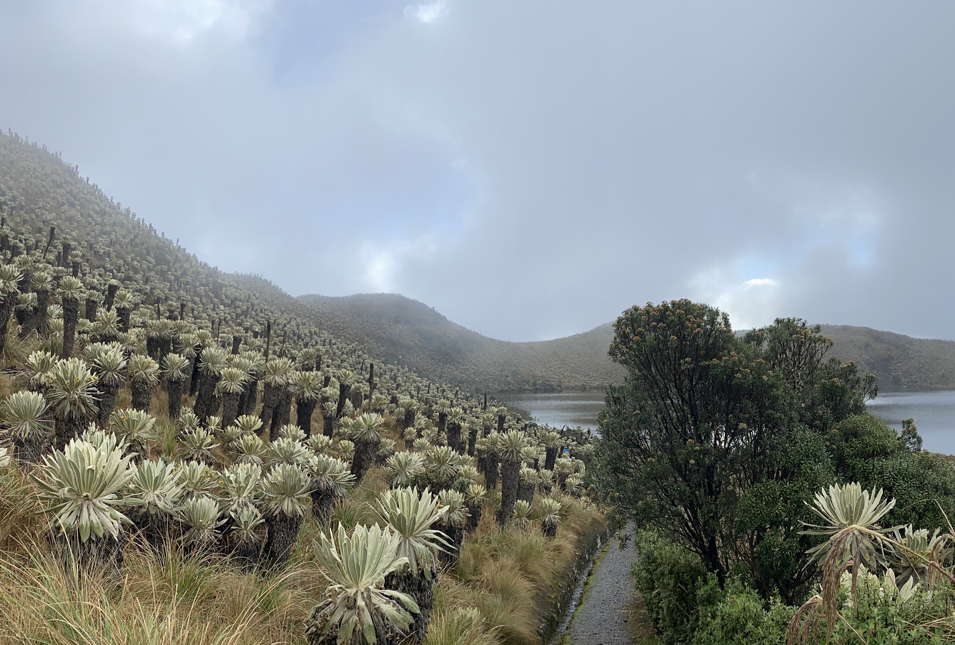 paramos-web